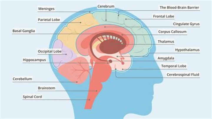 Exploring "What Part Of The Brain Is Affected By"