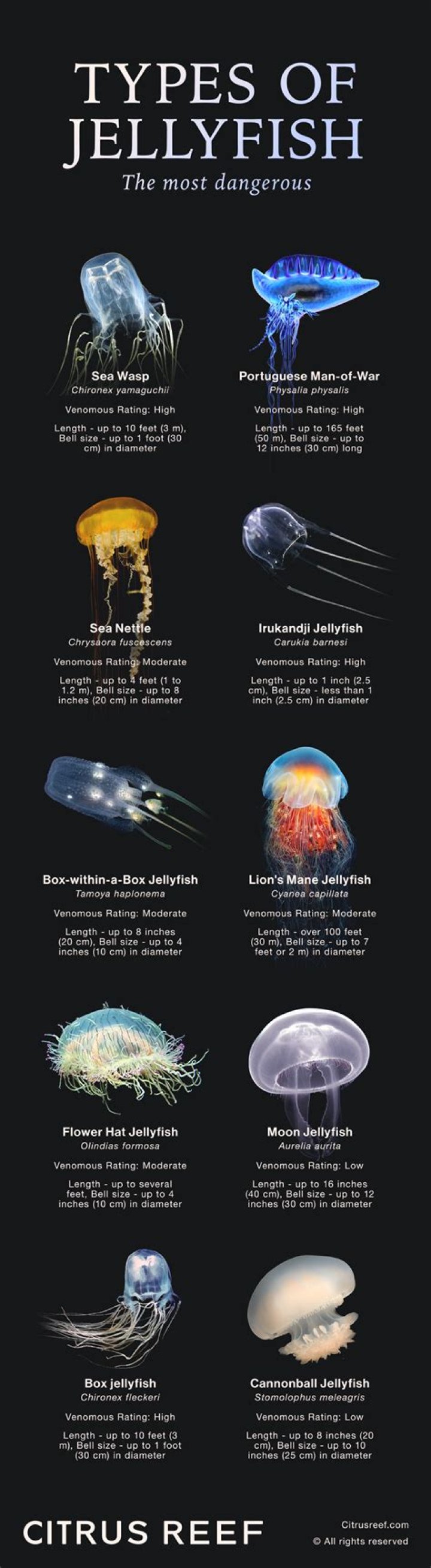 Unveil The Enchanting Beauty Of 15 Most Beautiful Cute Jellyfish Species